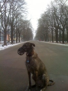 Meagan meets the Spanish Galgos in the Prater Park