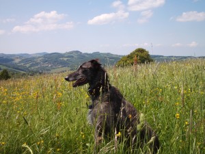 Spring in Laaben, Austria with Karin.