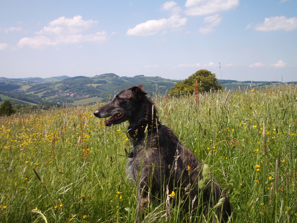 Spring in Laaben, Austria with Karin.