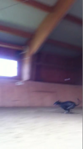 This dog is too fast to film!