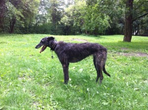 Morgengymnastik im Prater Hundezone
