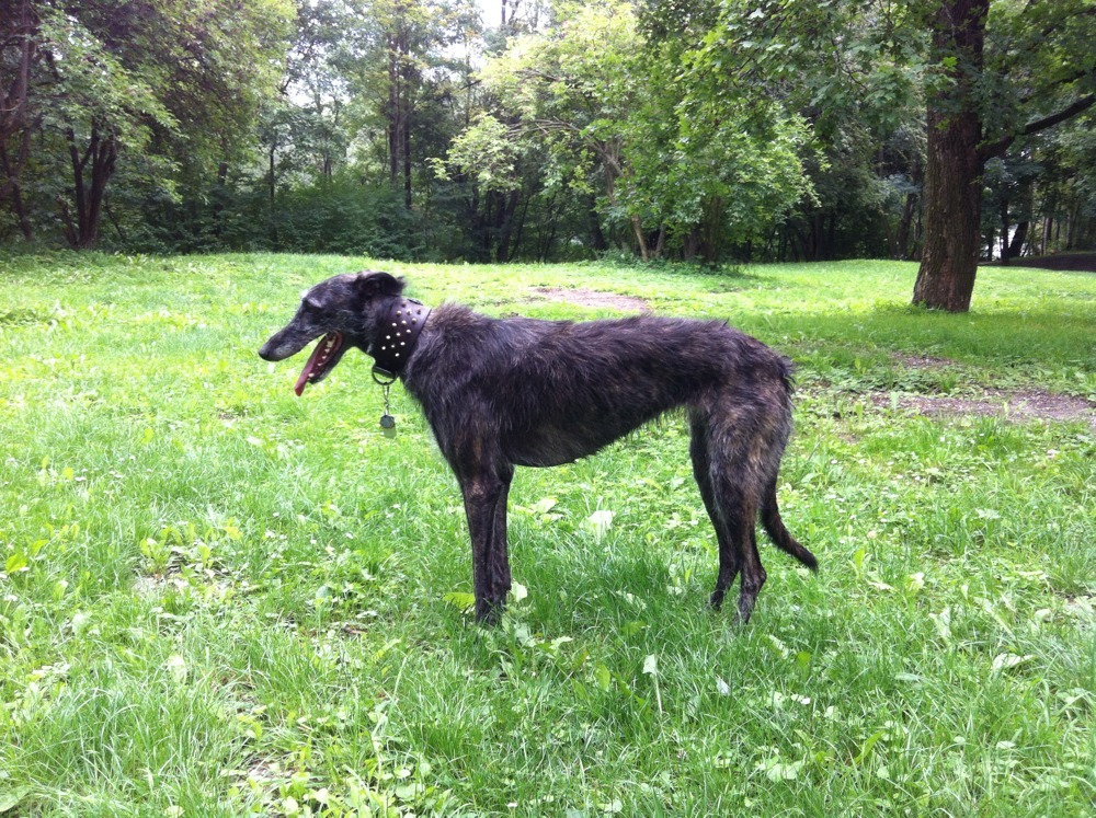 Morgengymnastik im Prater Hundezone
